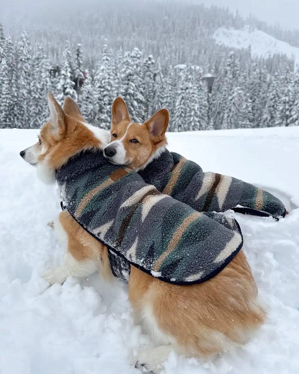 WYETH TRAIL PET COAT