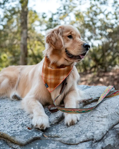 PET BANDANA 3PK