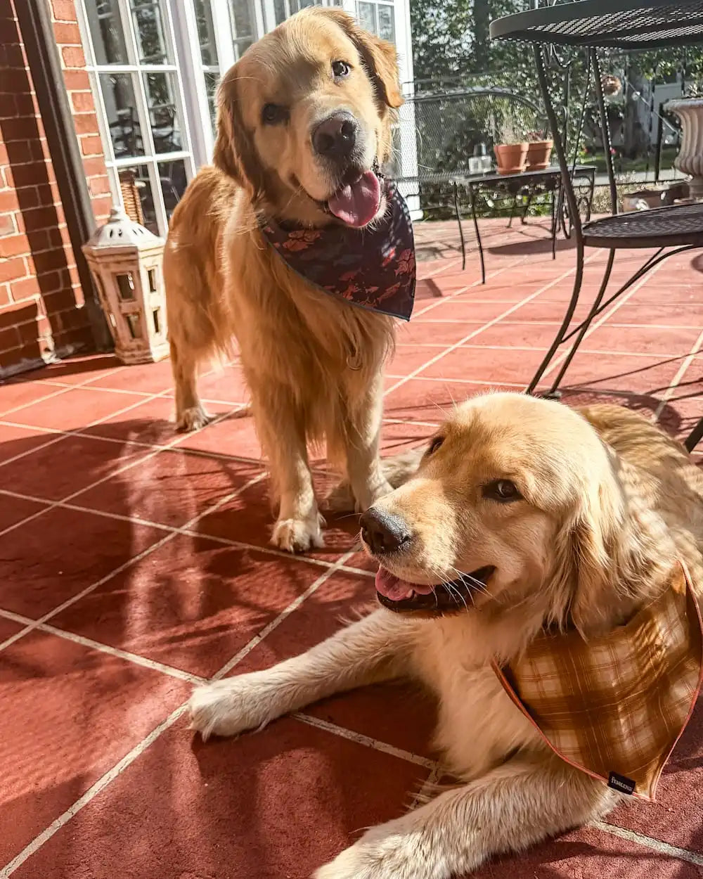 PET BANDANA 3PK